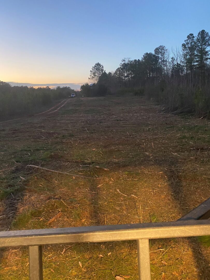 A view of the woods from a vehicle.