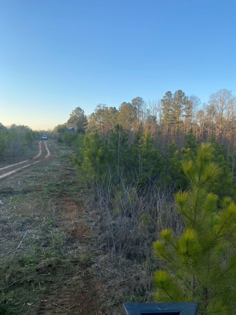 A view of trees and bushes from the train tracks.